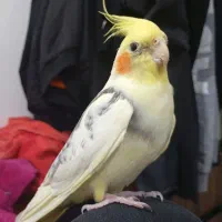 پرنده عروس هلندی نر