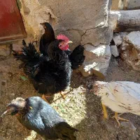 خروس فریزل (فرفری)|حیوانات مزرعه|بسطام, |دیوار