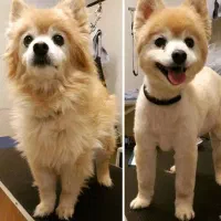 اصلاح و شستشو سگ و گربه