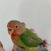 طوطی برزیلی سرلاکی|پرنده|آستارا, |دیوار