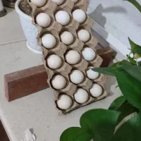 سلام تخم مرغ نطفه دار مینیاتوری|حیوانات مزرعه|قرچک, مهدیه|دیوار