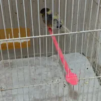 قناری نر مست خون و ماده آماده|پرنده|مشهد, رده|دیوار