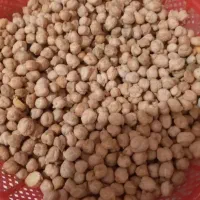 نخود محلی تاز و نو