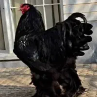 تخم مرغ نطفه دار برهما و لاری