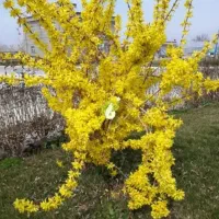 نهال ۱۳ بدر درموسسه باغ گستر