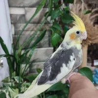 ۲ عدد عروس هلندی