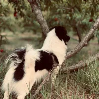 فروش نژاد های شیواوا و پامر اشپیتز هردو نر|سگ|سورک, |دیوار