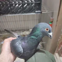 کفتر سبز پولکی نر مسافتی