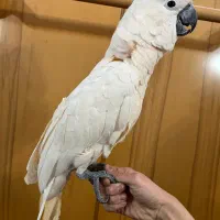جوجه طوطی کاکادو ملوکان ارا کاسکو راهب|پرنده|تهران, منیریه|دیوار