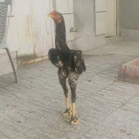 خروس لاری