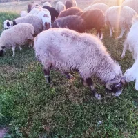 میش درشت  نژاد دار برای نگهداری