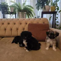 واگذاری سگ شیزو تریر