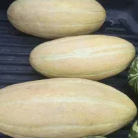 خربزه|خوردنی و آشامیدنی|ماهنشان, |دیوار