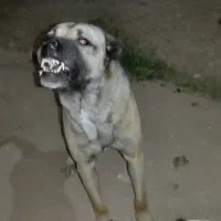 سگ پژدر