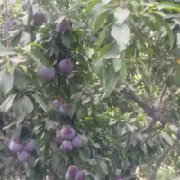 کود ارگانیک کروا و جذب نمایندگی در تمام ایران