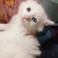 گربه بریتیش|گربه|ارومیه, |دیوار