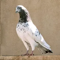 کفتر پاکستانی همراه جوجه|پرنده|محمدشهر, |دیوار