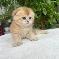 سرپرستی گربه ی اصیل|گربه|شیراز, باغ تخت|دیوار
