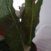 گل مصنوعی|گل مصنوعی|بوکان, |دیوار