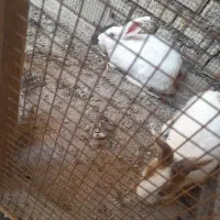 ۲ عدد خرگوش نر وماده