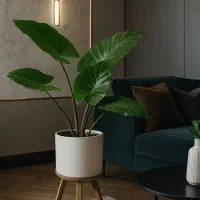 گل بابا آدم تنه قرمز سطل ۱۰ ارسال رایگان+ هدیه|گل و گیاه طبیعی|مشهد, خرم آباد|دیوار