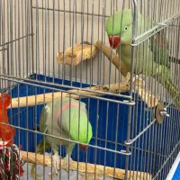 یک جفت شاه طوطی شاه تخم|پرنده|اصفهان, سپاهانشهر|دیوار