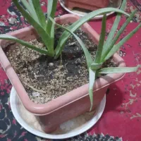 ۴ عدد گل آلوورا با ۵ تا پاجوش در یک گلدان بزرگ|گل و گیاه طبیعی|زابل, |دیوار