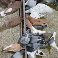 کفتر پلاکی|پرنده|فولادشهر, زاینده رود|دیوار