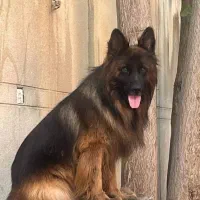 فروش سگ ژرمن کلاس a ماده 18ماهه