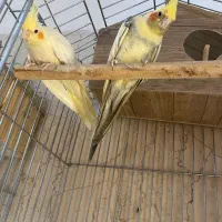 عروس هلندی|پرنده|تهران, آسمان|دیوار