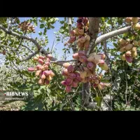 انواع باغ کشاورزی در روستای گلاباد موجود است