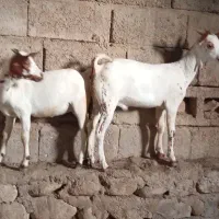 کهره های صلاله