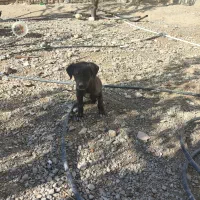 توله سگ کوچیک مشکی|سگ|شیروان (خراسان), |دیوار