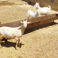 بز دورگ پاکستانی|حیوانات مزرعه|شیروان (خراسان), |دیوار