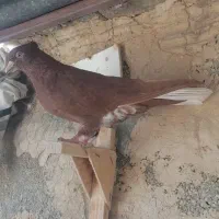 کبوتر یا کفتر سرخ دم سفید ماده
