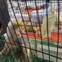 یک جفت عروس هلندی