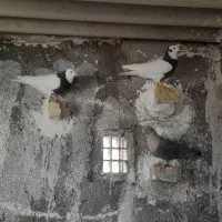 سه‌عدد‌کبوتر رنگی ‌پرشی‌‌غریب‌کیری