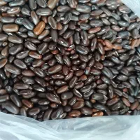 لوبیا چیتی سرخ