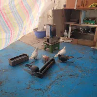 کودکبوتر|حراج|تبریز, |دیوار