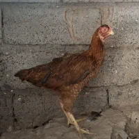 ماده چابهاری اصل