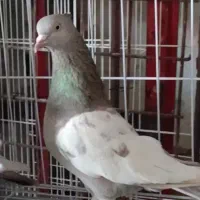 کفتر کبوتر|پرنده|شیراز, نصر|دیوار