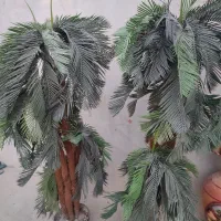 نخل گلدون