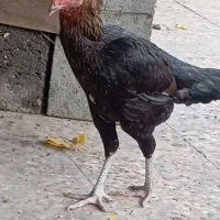 مرغ اصیل