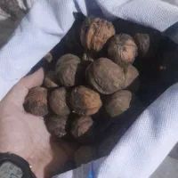 گردو محلی کلات کنجدکلات خواص وعالی
