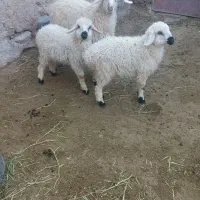 یک عدد میش دقلو