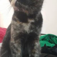 گربه نرماده