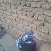 هرکی خواست  پیام  بده