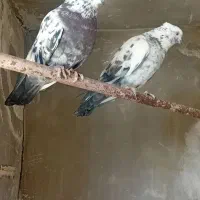 کفتر سوسکی کاکلی