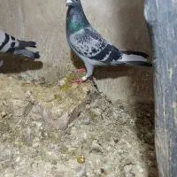 پلاکی گرفته|حیوانات|ایوان, |دیوار