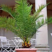 حراج نخل خرما